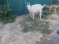 ወንድ ፍየል, Goats — ፎቶ 8