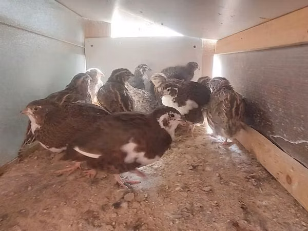 Quails