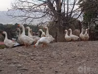 Ducks — fotografija 7