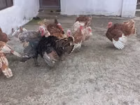 Turkeys — ছবি 6