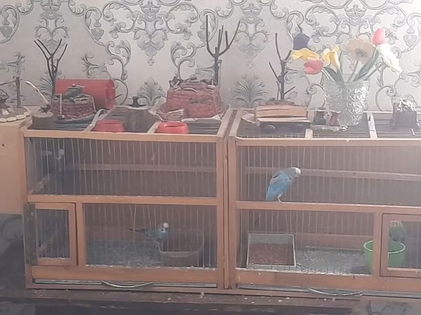 Taxta konstruksiyalı geniş quş qəfəsləri və içindəki bəzəkli