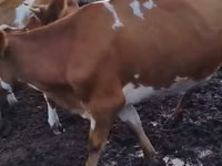 Αγελάδα, Simmental cattle — φωτογραφία 2