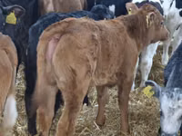 Cattle (batch, sex not specified), Aberdeen-Angus — photo 4