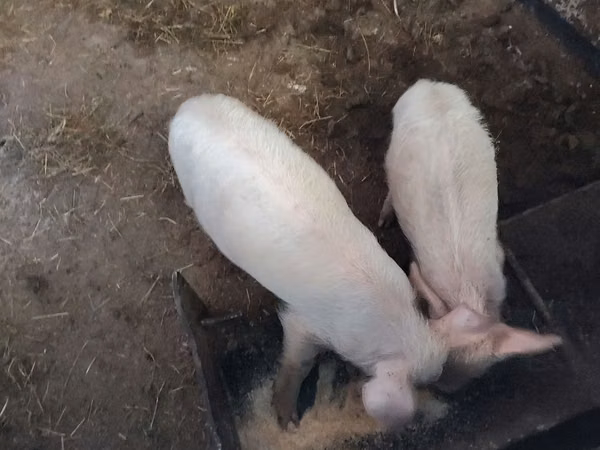 Sow, Pigs — Moldova