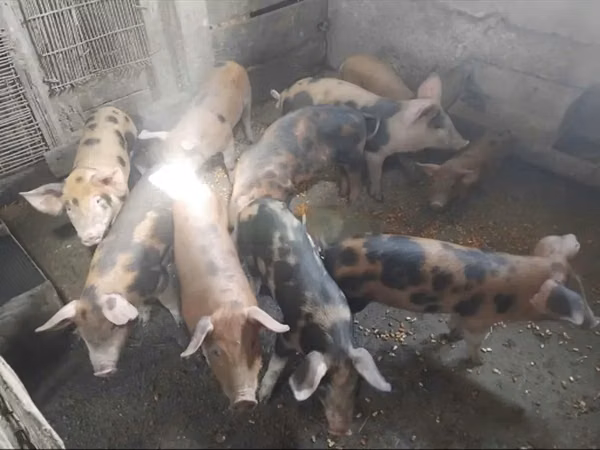 Pigs (batch, sex not specified), Pigs — Georgia