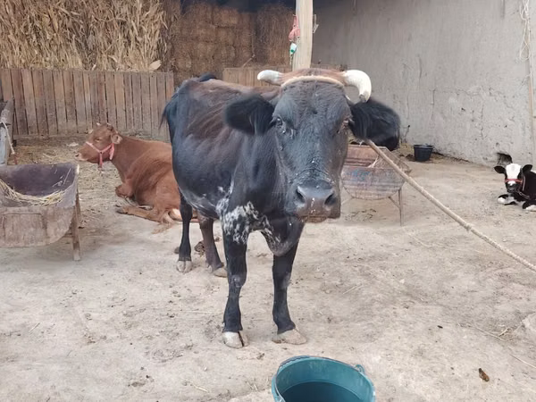 گاو ماده, گاو