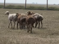 Ovan, Hissar sheep — fotografija 4