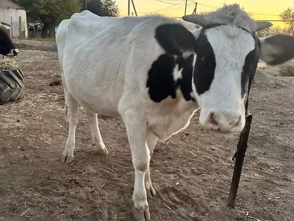 Cow, Swiss cattle