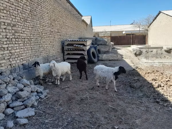 Ram, Sheep — Uzbekistan