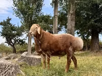 Ram, Arashan sheep — photo 2