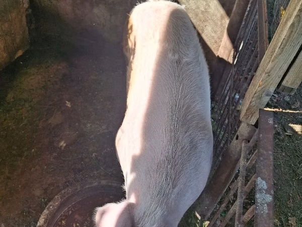 Sow, Pigs — Moldova