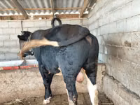 Bull, Aberdeen-Angus — photo 4