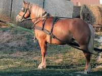 Faras dhaddig, Haflinger — sawirka 2