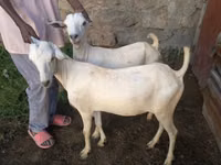 Այծեր (խումբ, սեռը նշված չէ), Boer goat — լուսանկար 2