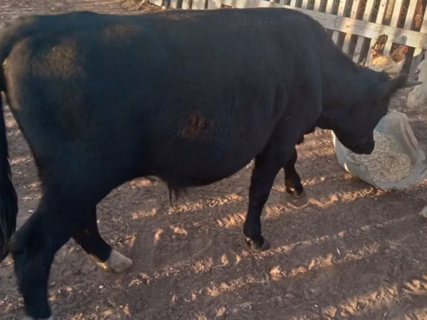 Bull, Cattle — Kazakhstan