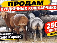 Ram, Kazakh fat-tailed coarsewool sheep — photo 1