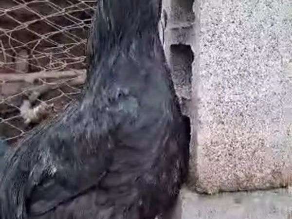 Chickens — قرقیزستان