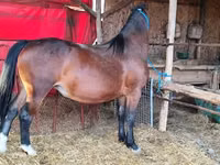 Kuda betina, Horses — foto 2