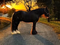 Horse (M), Gypsy horse — photo 5
