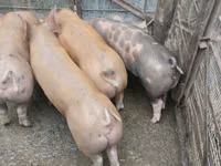 Säue, Schweine — Foto 1