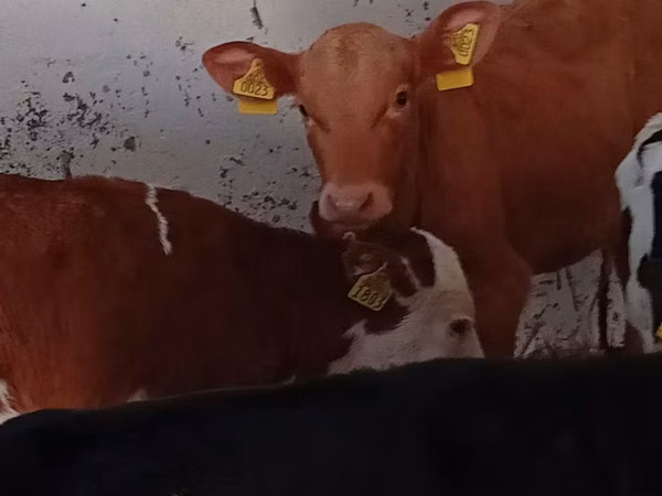 Sapi (batch, jenis kelamin tidak disebutkan), Cattle