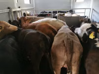 ወንድ በሬ, Aberdeen-Angus — ፎቶ 6