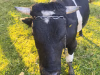 公牛, Russian Black pied cattle — 照片 4