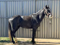 اسب نر, اسب — عکس 1
