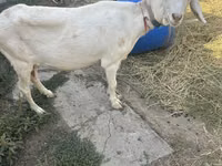 بز ماده, Saanen goat — عکس 2