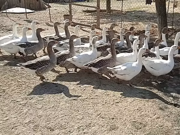 Geese — อาเซอร์ไบจาน