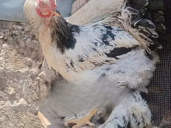 Brahma