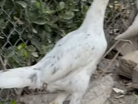 Chickens — عکس 3