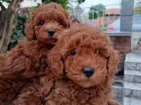 Məhsul: Toy pudel balaları Xüsusiyyətlər: - Cins: Toy Poodle (oyuncaq — 2 зураг