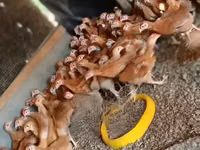Chickens — foto 5
