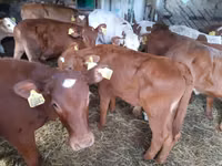 Boğa, Simmental cattle — foto 1
