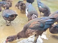 Ducks — foto 1