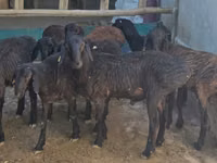 Kambing jantan, Sheep — foto 1