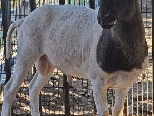 Ram, Dorper sheep — Uzbekistan