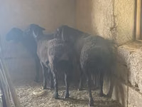 Ram, Sheep — photo 2