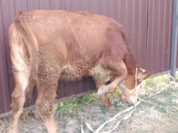 Cow, Swiss cattle — photo 1