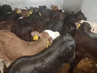 Bull, Cattle — photo 1