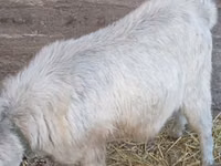 Kambing jantan, Goats — foto 4