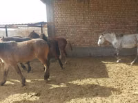 Horse (M), Horse breed — photo 2