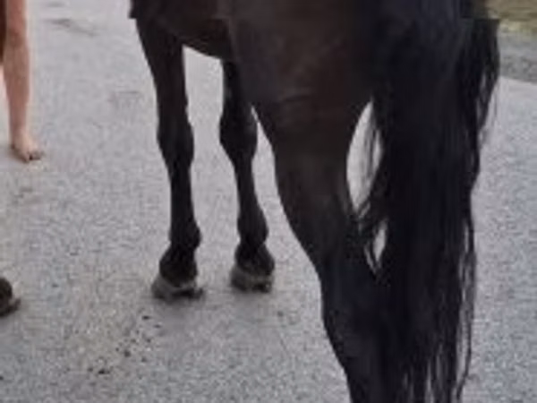 Horse (M), Horses — Hungary