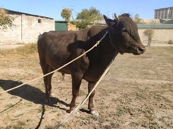 Toro, Bovini — Uzbekistan