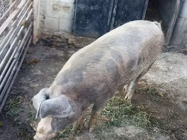 Vepar, Свиње — Молдавија