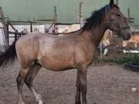 Horse (M), Lipizzaner — photo 2