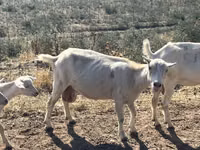 Get, LaMancha goats — foto 7