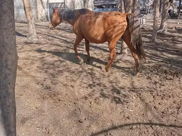 Mare, Horses — Kyrgyzstan