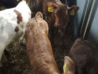 Sığır (parti, cinsiyet belirtilmedi), Simmental cattle — foto 7